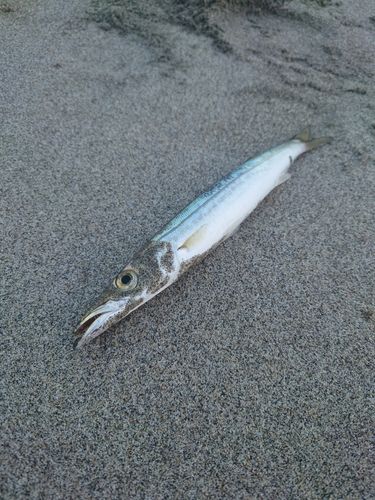 大倉戸海岸
