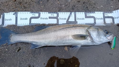 シーバスの釣果