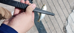 サッパの釣果