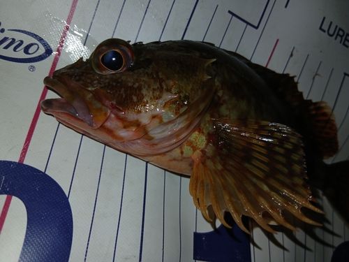 カサゴの釣果