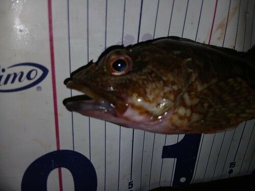 カサゴの釣果