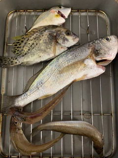 コショウダイの釣果