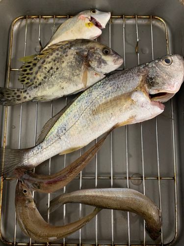コショウダイの釣果