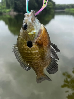 ブルーギルの釣果