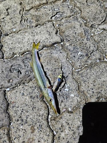カマスの釣果