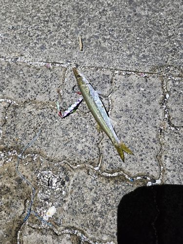 カマスの釣果