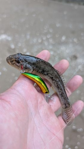 伊勢湾湾奥