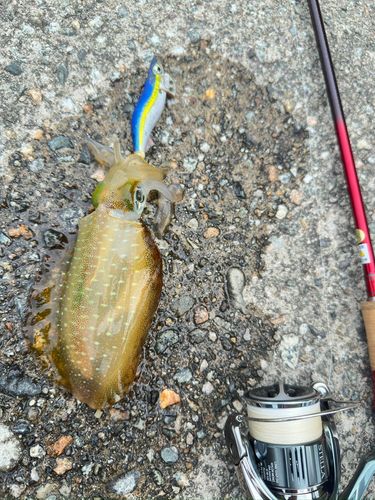 アオリイカの釣果