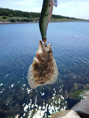 ソゲの釣果