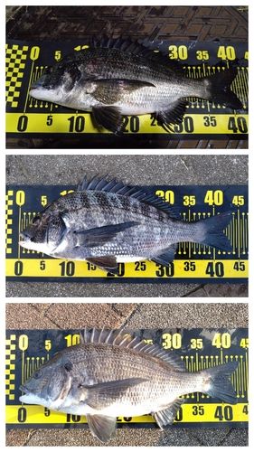 豊洲ぐるり公園