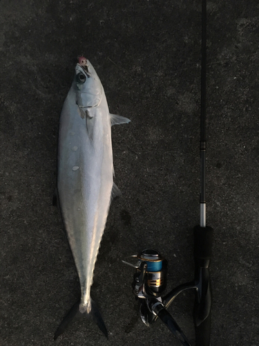 ミナミイケカツオの釣果