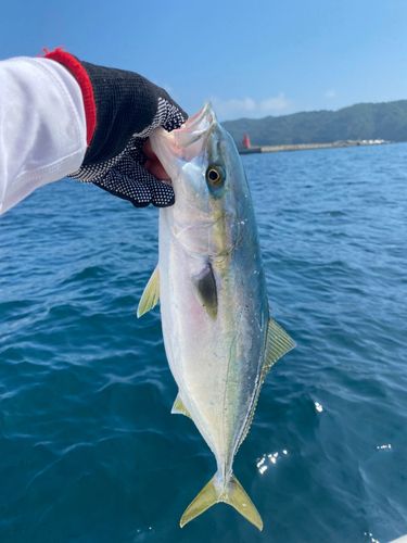 イナダの釣果