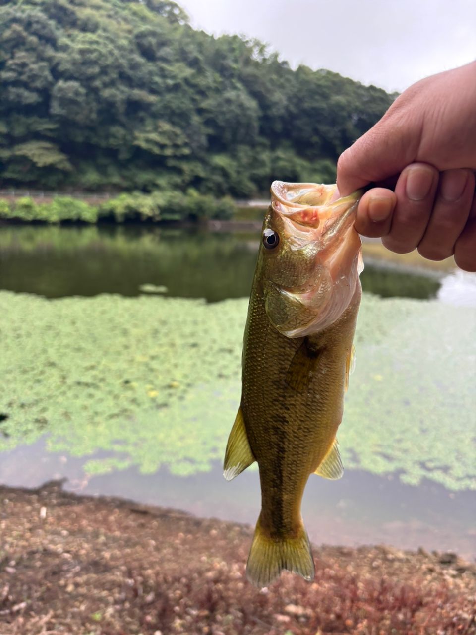 ブラックバス