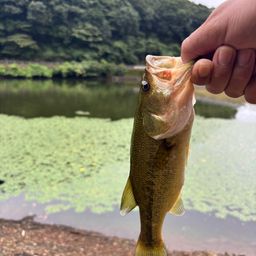 ブラックバス