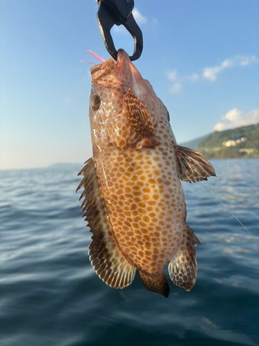 オオモンハタの釣果