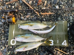 ワカシの釣果
