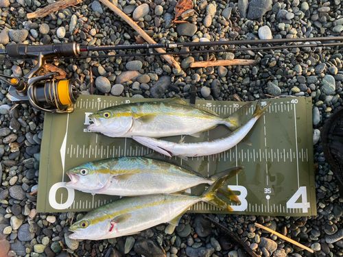 ワカシの釣果