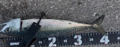 サバの釣果