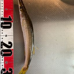 カマス