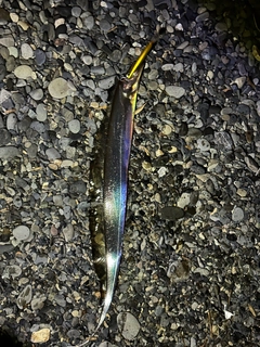 タチウオの釣果
