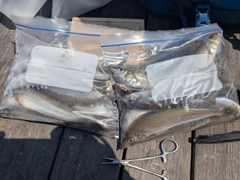 シロギスの釣果