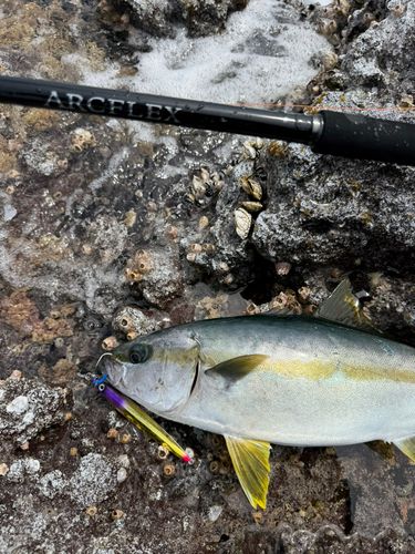 ヒラマサの釣果