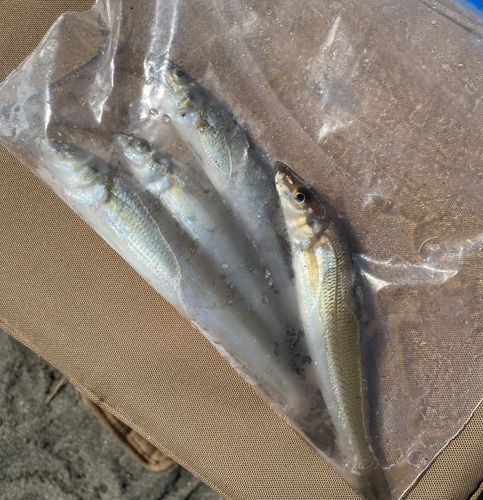 シロギスの釣果