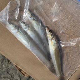 シロギス