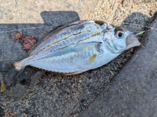 ヒイラギの釣果