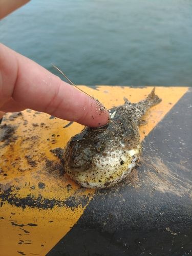 フグの釣果
