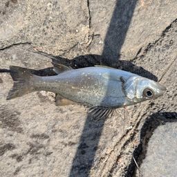 セイゴ（マルスズキ）