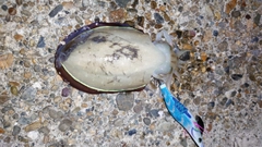 コウイカの釣果
