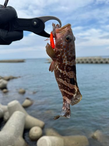 キジハタの釣果