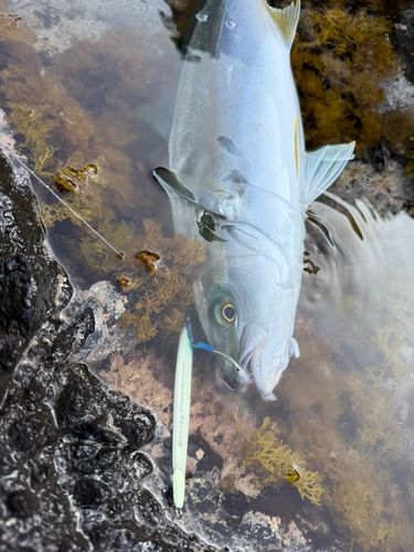 ヒラマサの釣果