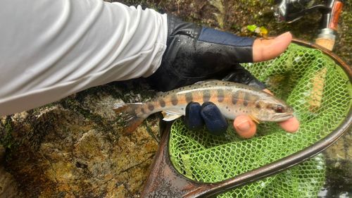 ヤマメの釣果