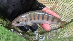 ヤマメの釣果