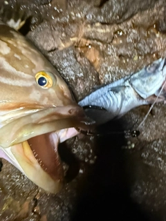 クエの釣果