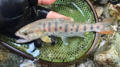 ヤマメの釣果