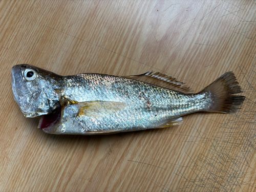 イシモチの釣果