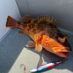 ウッカリカサゴ
