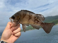 シロメバルの釣果