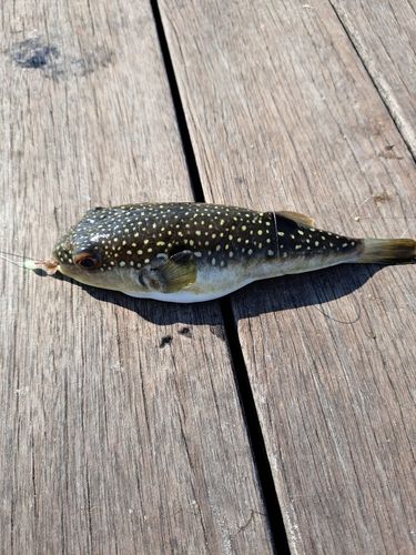 クサフグの釣果