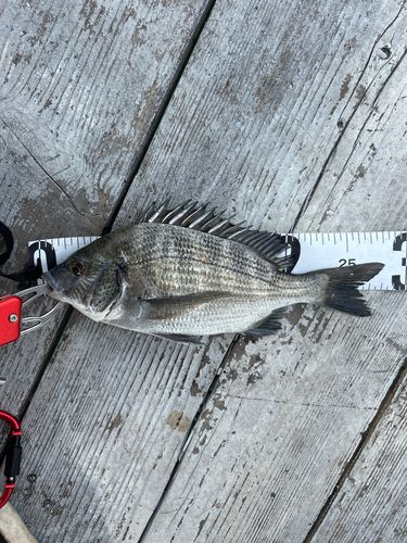 チヌの釣果