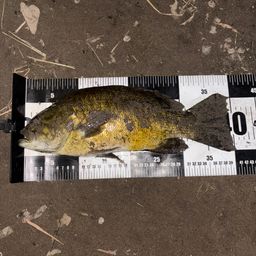 スモールマウスバス