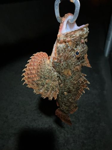 橘湾