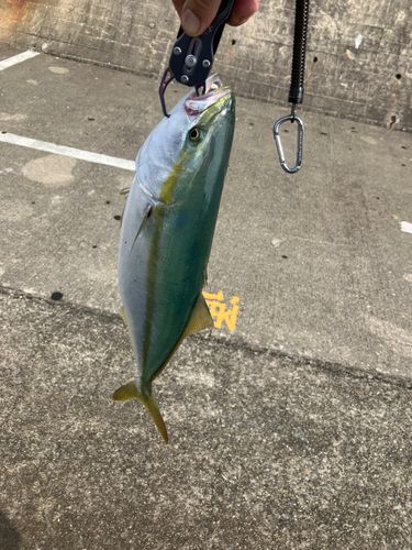 ハマチの釣果