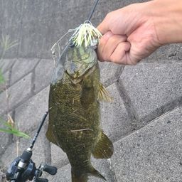ブラックバス