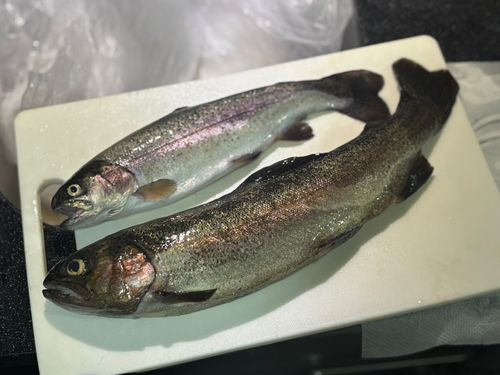 ニジマスの釣果