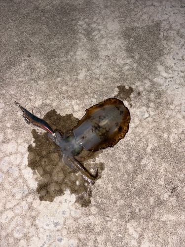 越前海岸