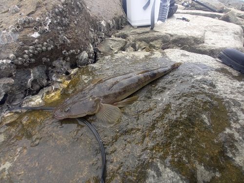マゴチの釣果